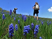 29 Muscari in piena fioritura